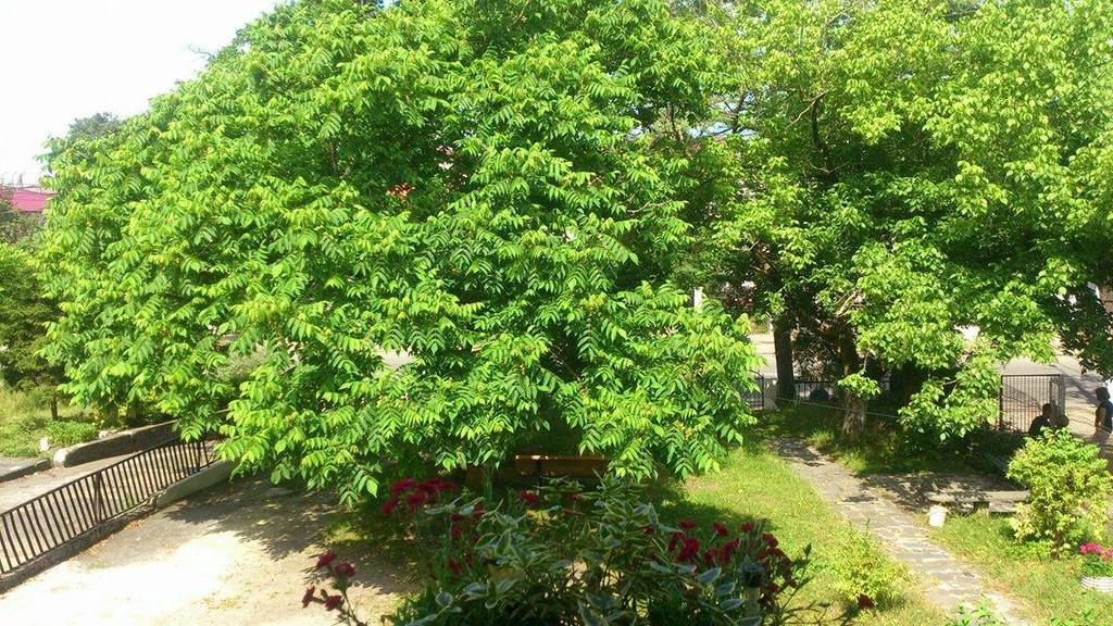 Marinas Guesthouse Kobuleti Exterior photo